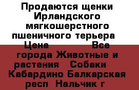 Продаются щенки Ирландского мягкошерстного пшеничного терьера › Цена ­ 30 000 - Все города Животные и растения » Собаки   . Кабардино-Балкарская респ.,Нальчик г.